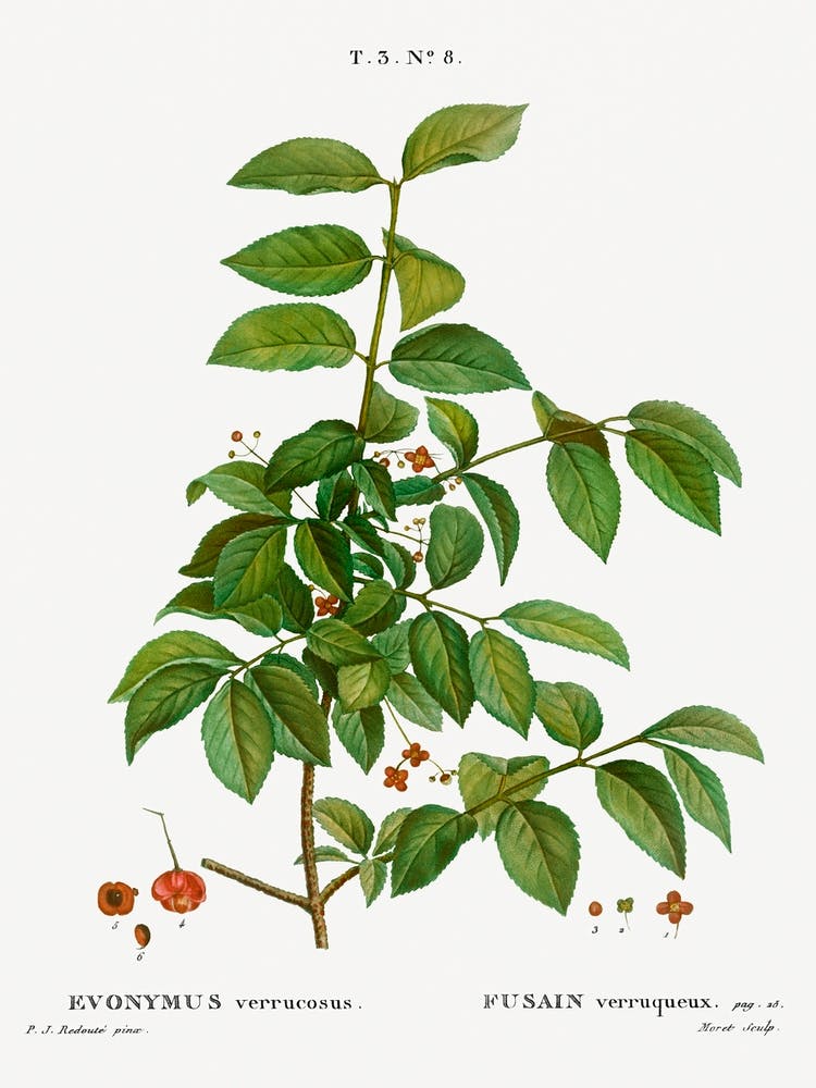 Fusain, Pierre Joseph Redoute