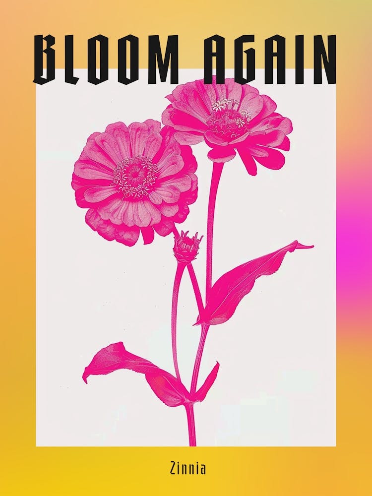 Hot Pink Zinnia Poster