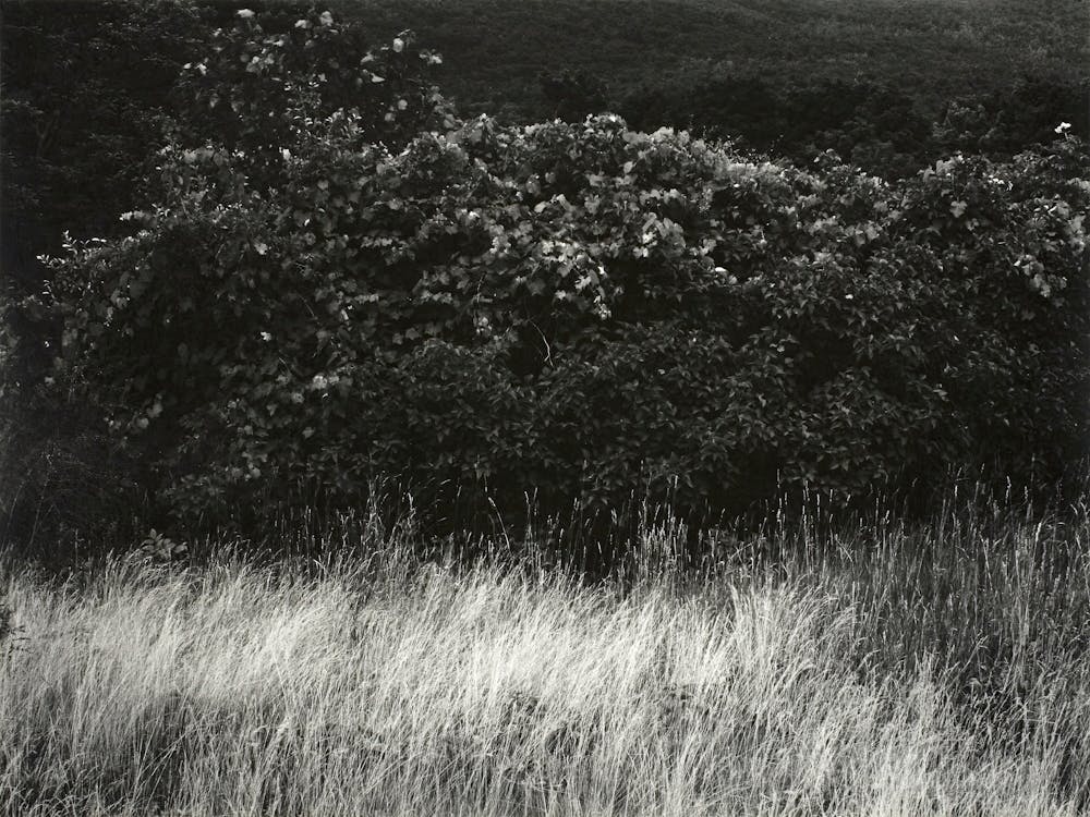 Hedge And Grasses–Lake George (1933), Alfred Stieglitz