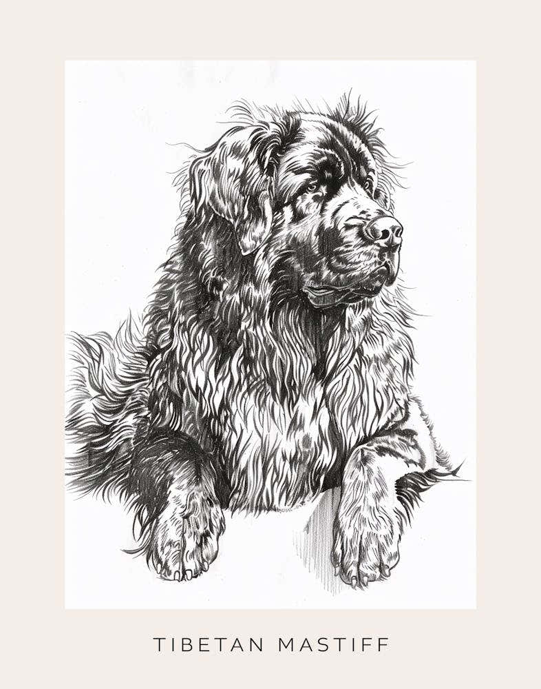 Tibetan Mastiff Dog Line Sketch 2 Poster