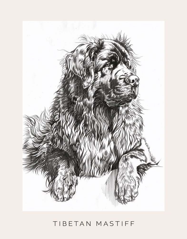 Tibetan Mastiff Dog Line Sketch 2 Poster