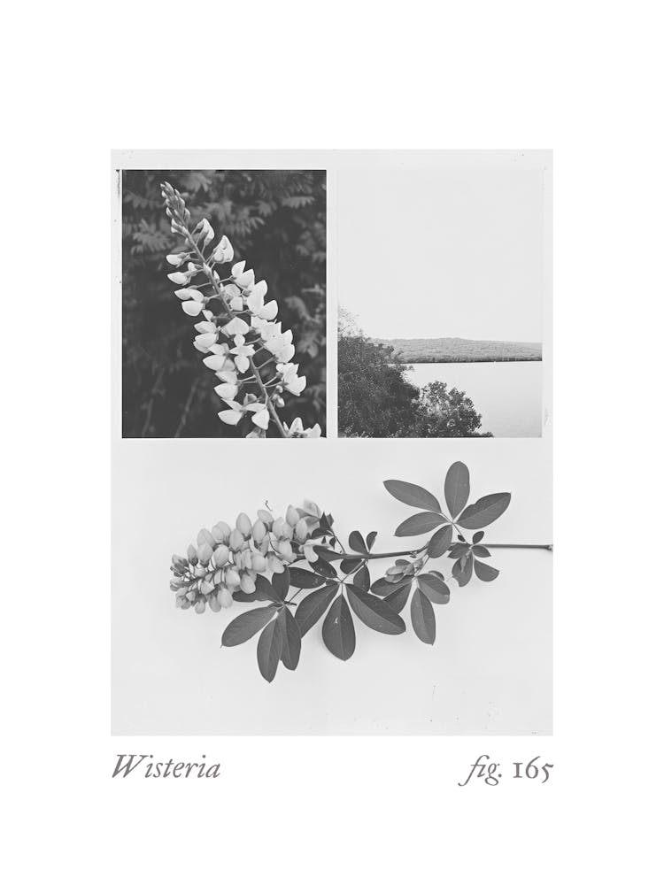 Wisteria Botanical Collage 4