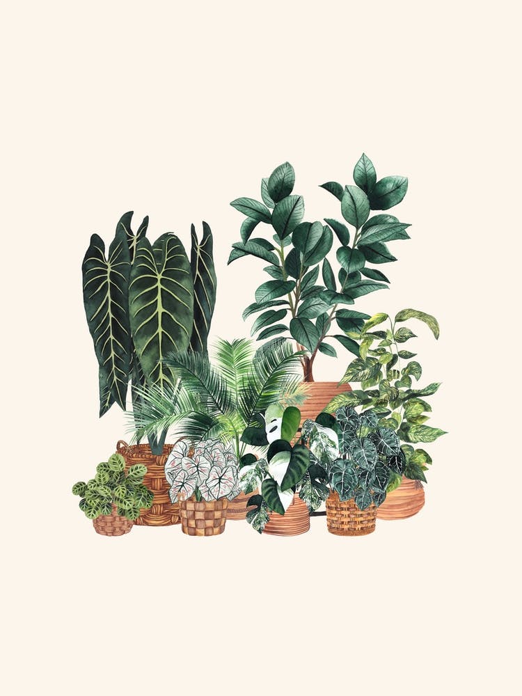 Plant Gang 10