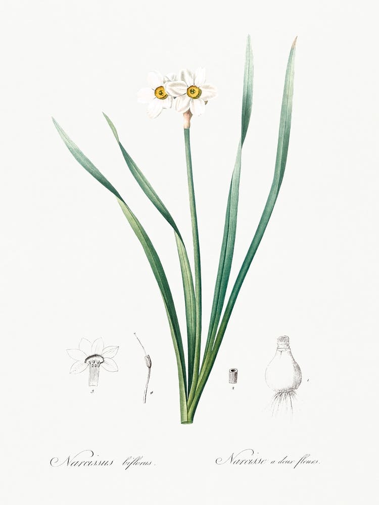 Primrose Peerless Illustration From Les Liliacées (1805), Pierre Joseph Redoute