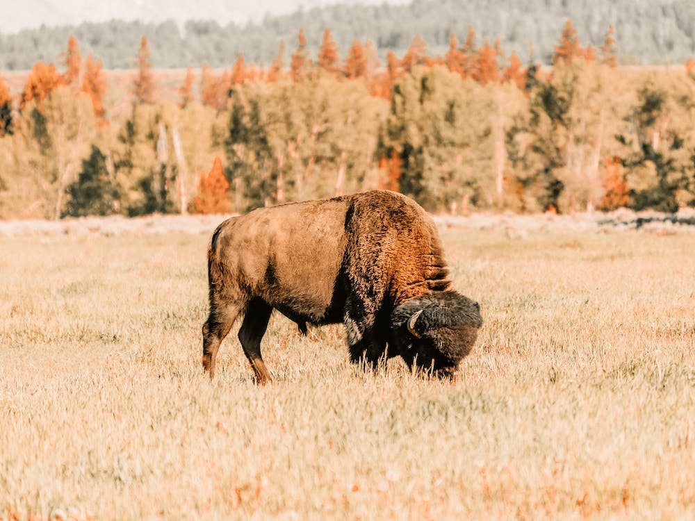 Bison In Fall