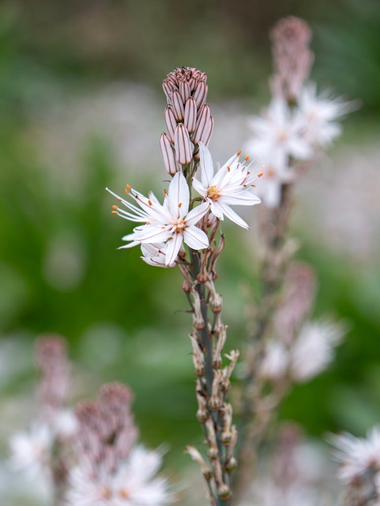 Asphodel Spring Flowers In Greece