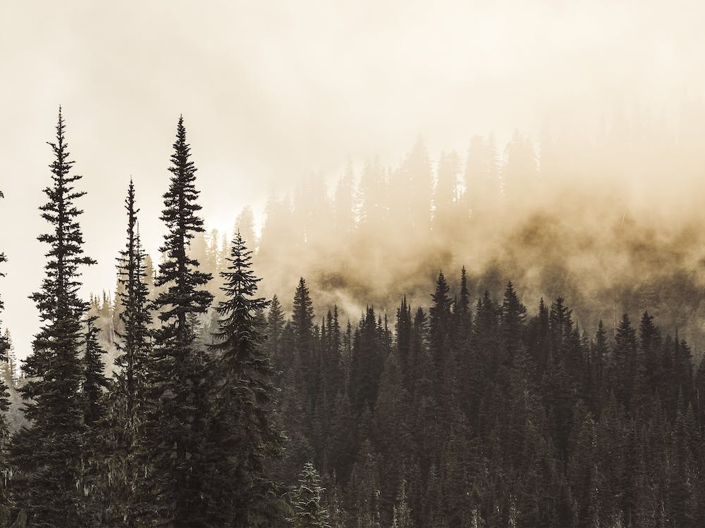 Smokey Forest