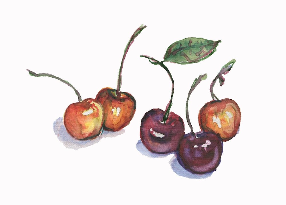 Watercolor Cherry Painting
