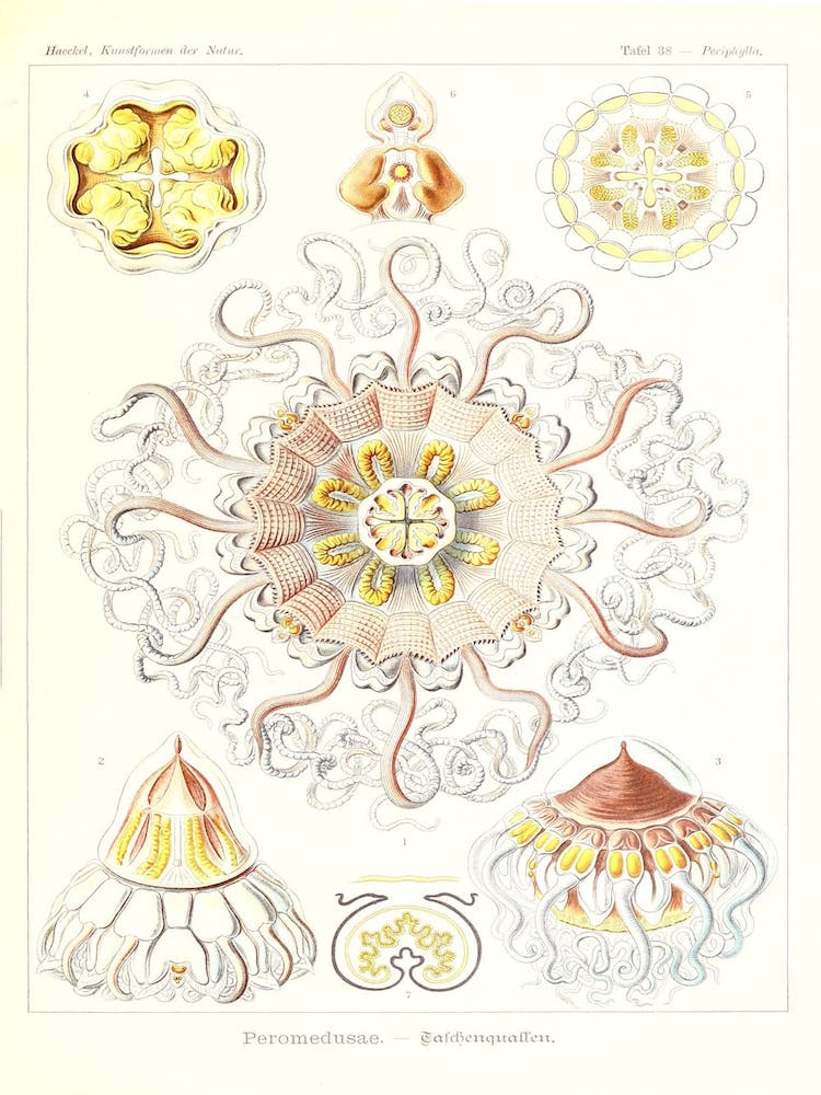 Haeckel 2 Tafel 38