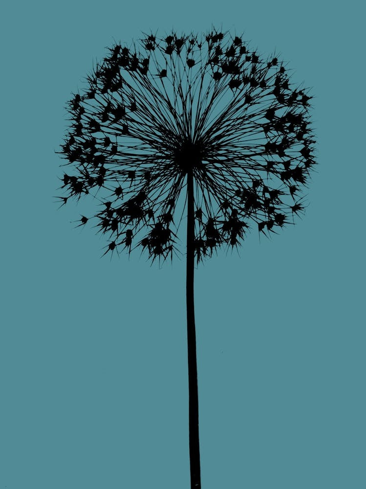Teal black allium