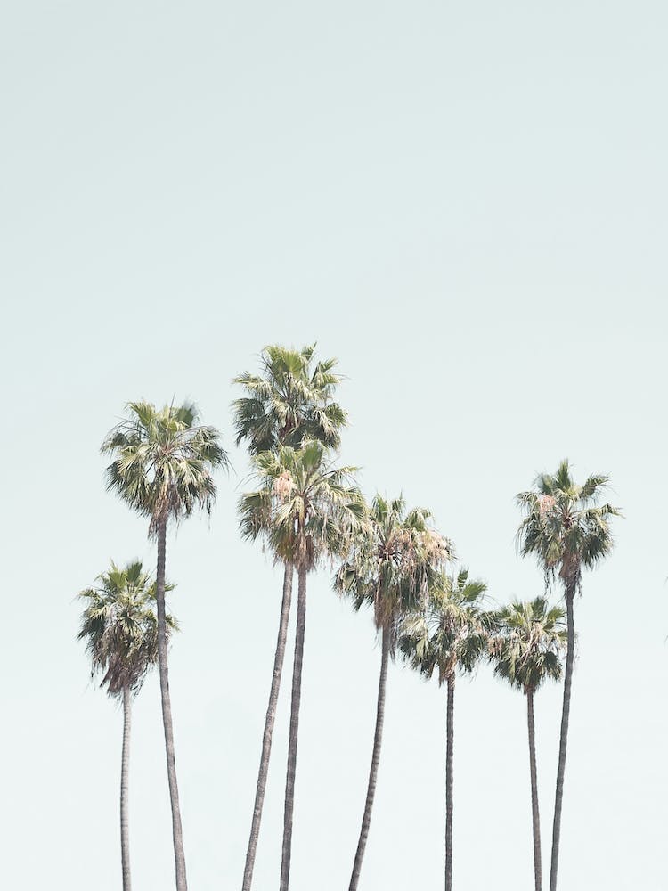 Palm Trees II 
