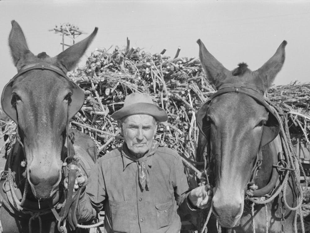 Untitled Photo, Possibly Related To Sugarcane Farmer Near Delcambre, Louisiana By Russell Lee
