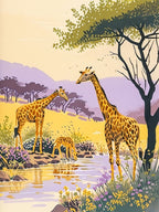 Giraffes Drinking From A Watering Hole