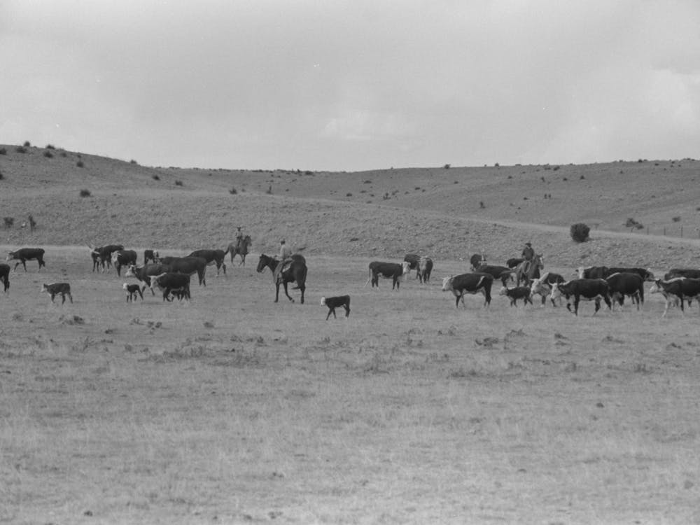 Unbetiteltes Foto, möglicherweise bezogen auf das Ausschneiden von Kälbern aus der Herde, Roundup bei Marfa, Texas von Russell Lee