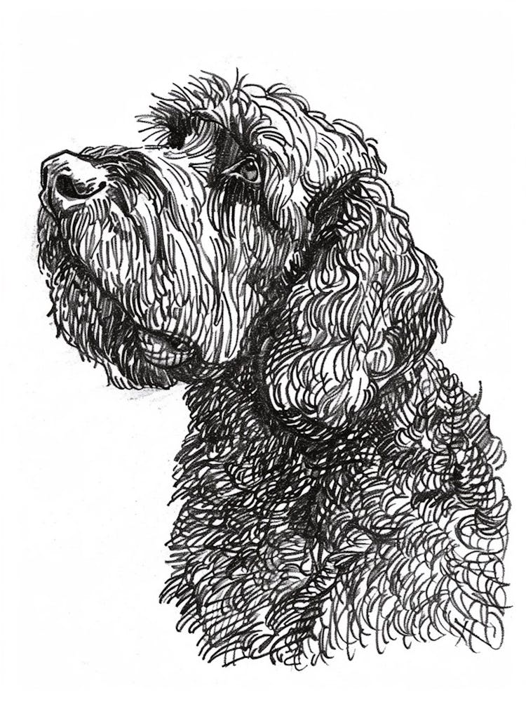 Labradoodle Dog Line Sketch 1
