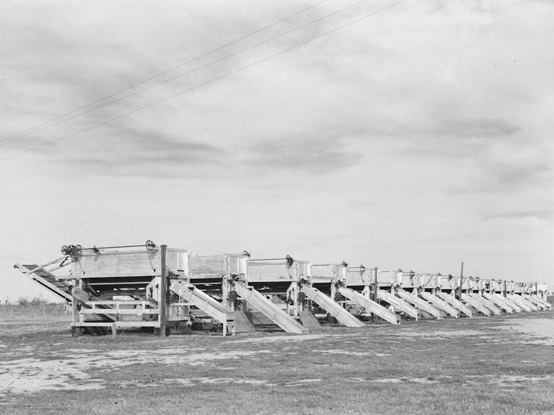 Battery Of Pea Shellers Near Mercedes, Texas By Russell Lee