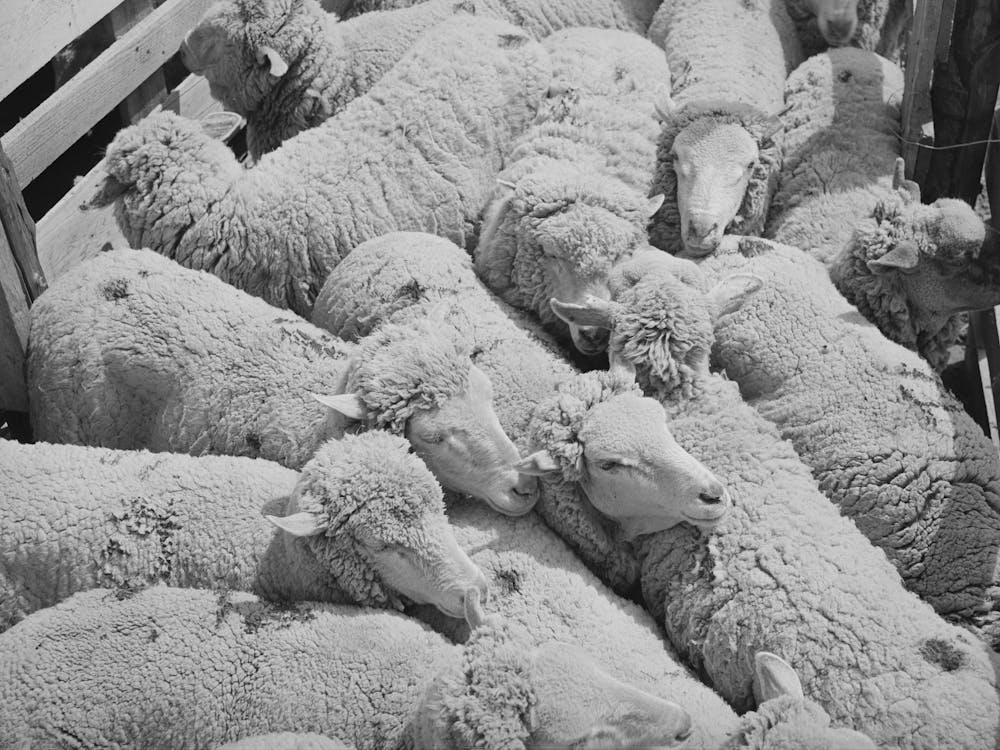 Sheep,Malheur County, Oregon By Russell Lee