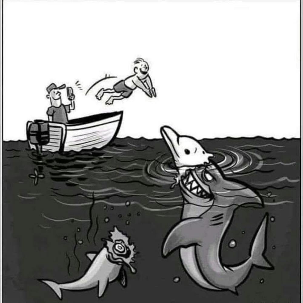 Sharks In A Boat