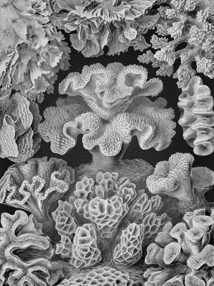Vintage Haeckel 13 Tafel 69 Sechsstrahlige Sternkorallen