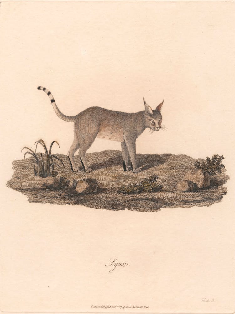 Lynx, James Heath