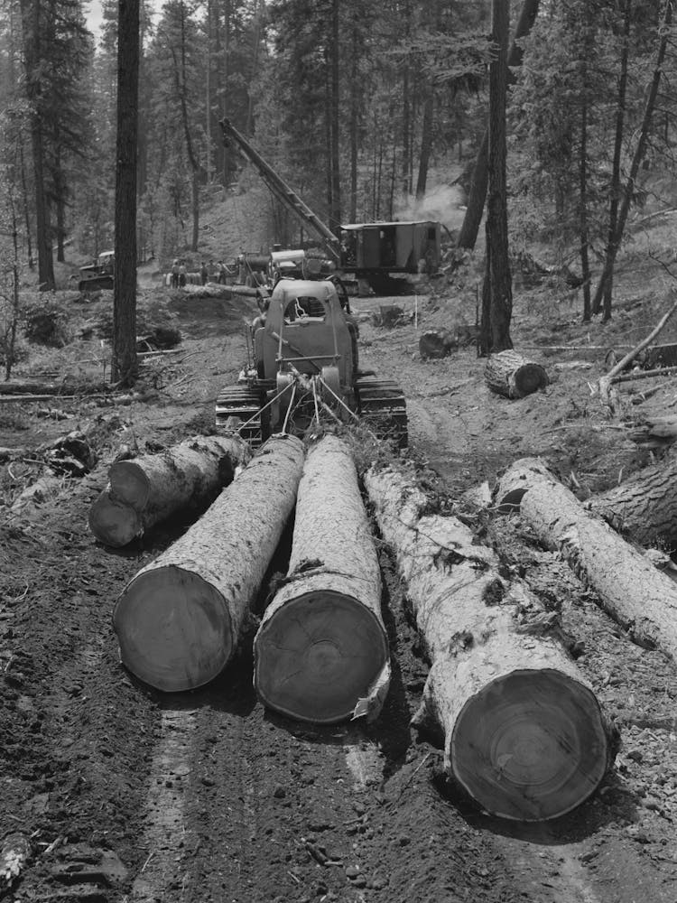 Grant County, Oregon, Malheur National Forest, Diesel Caterpillar Tractor Snaking Logs Out Of Woods By Russell Lee