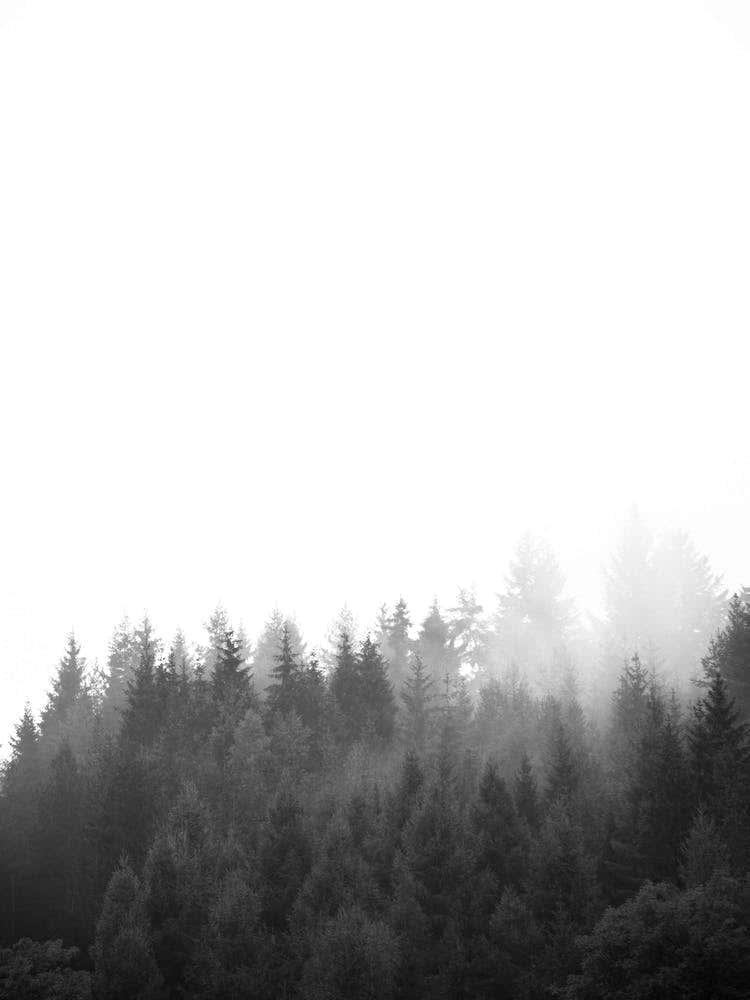 Walk Through The Forest