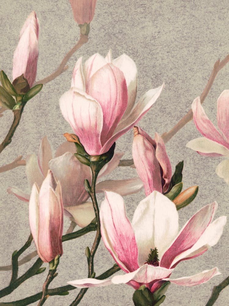 Magnolias