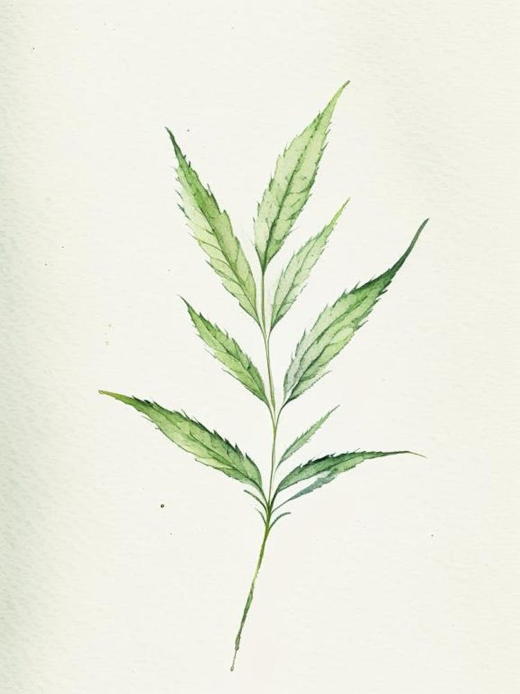 Vervain Leaf Minimalist Watercolour 1