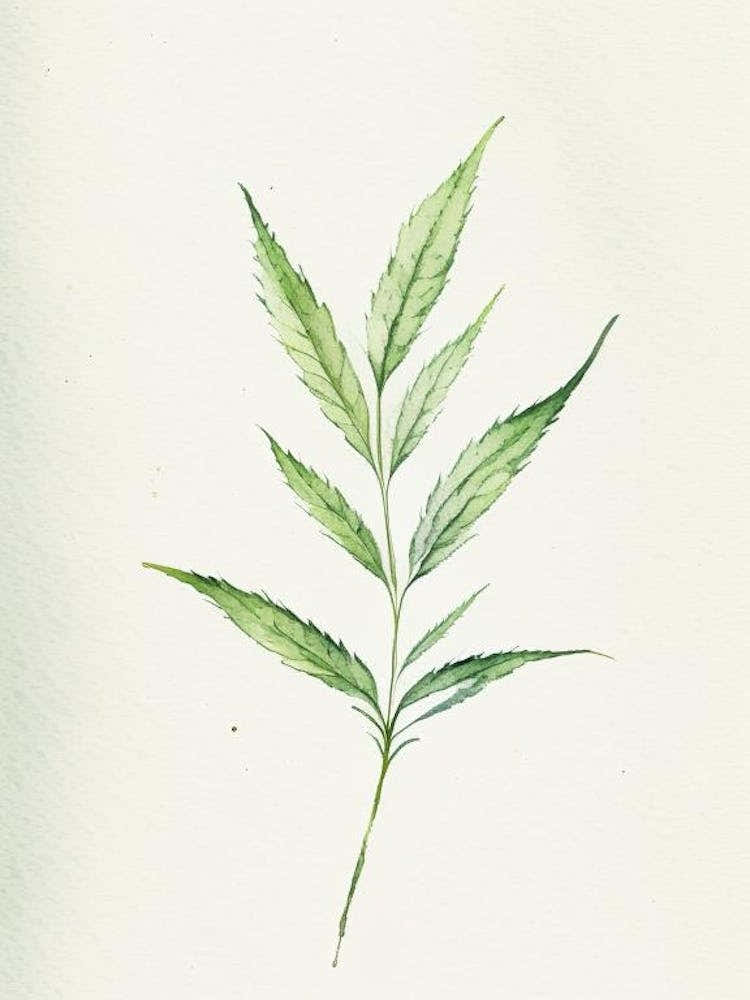 Vervain Leaf Minimalist Watercolour 1