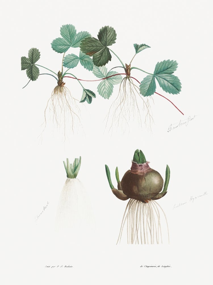 Botanical Roots, Pierre Joseph Redoute