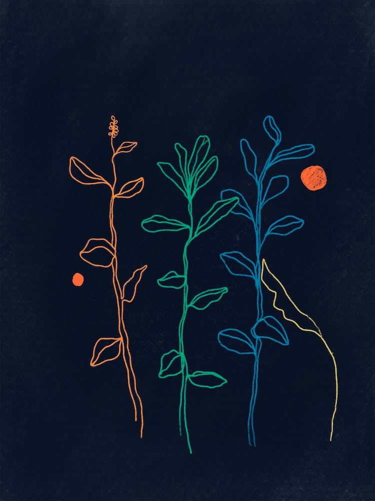 Night Plants