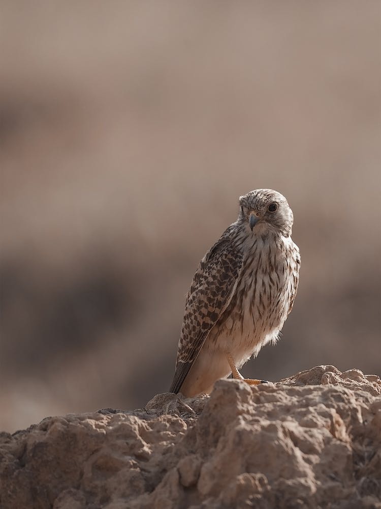 Dry Desert Kestrel