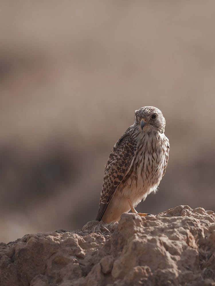 Dry Desert Kestrel