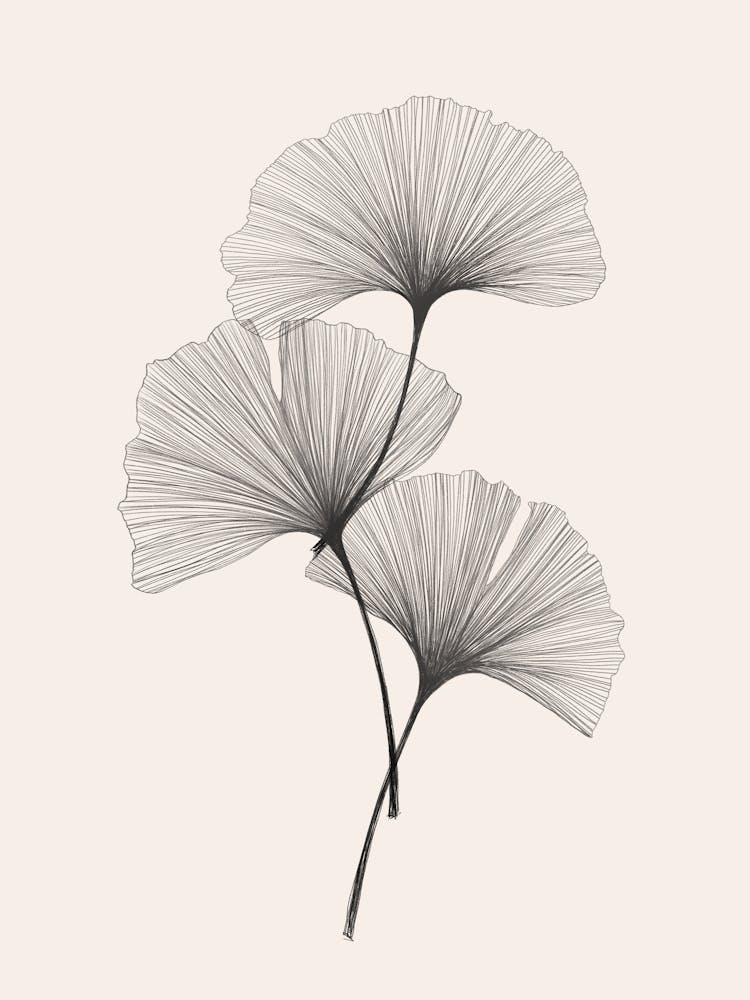 Ginkgo-Blätter