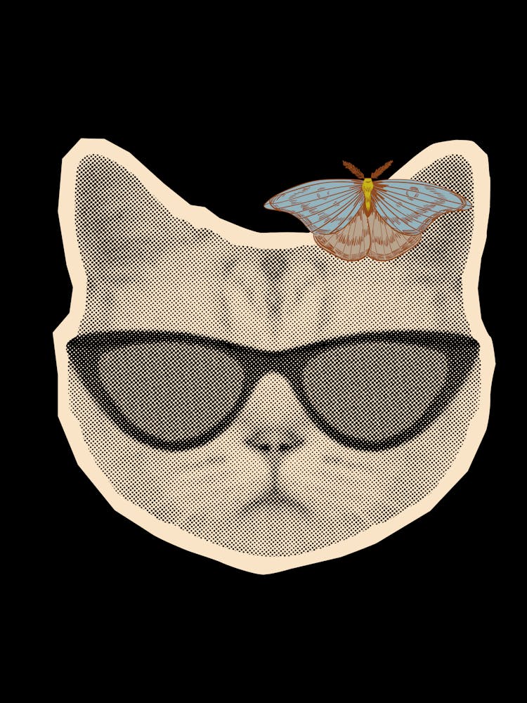Cat In Sunglasses 2