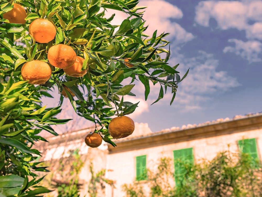 Orange fruits hanging on tree with green leaves