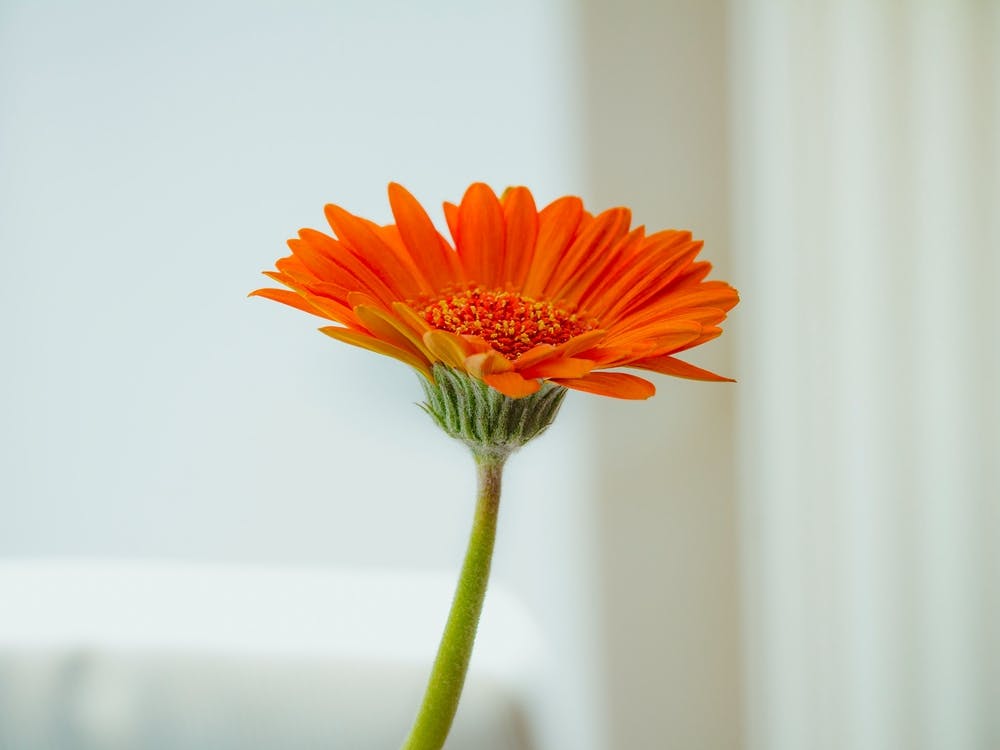 Orange Gerbera Flower On White Background