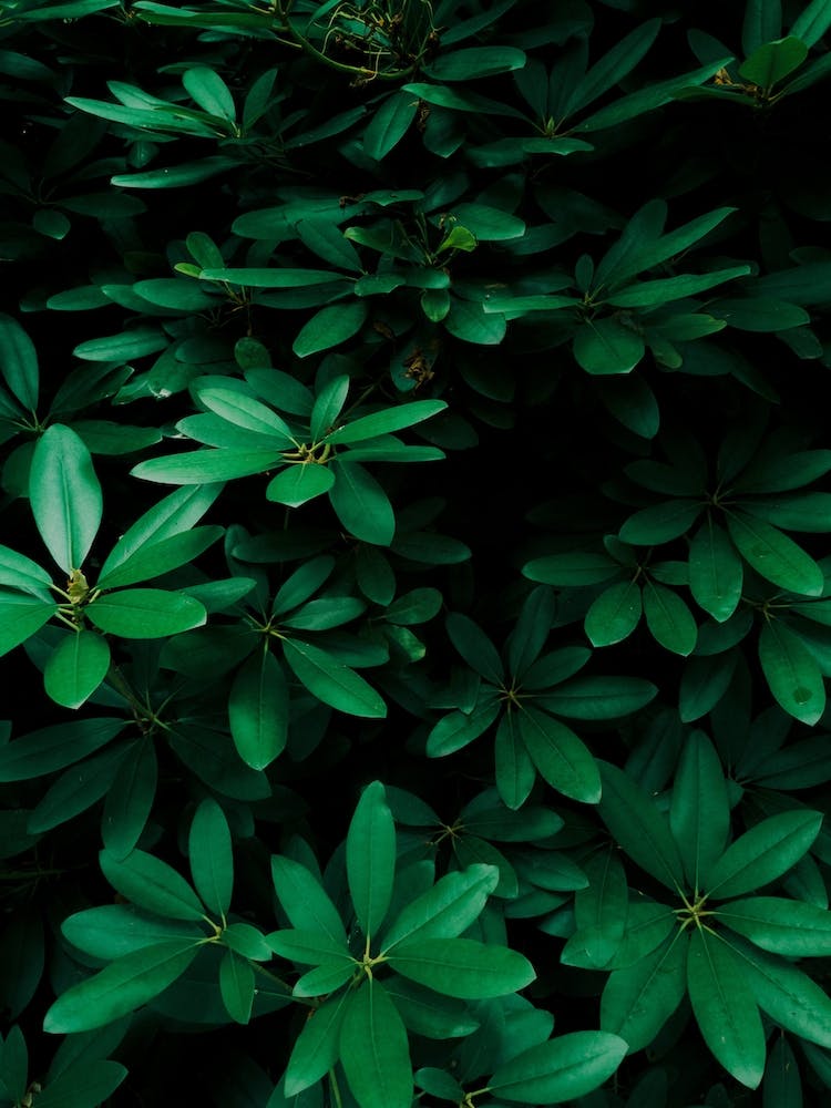Green Pattern