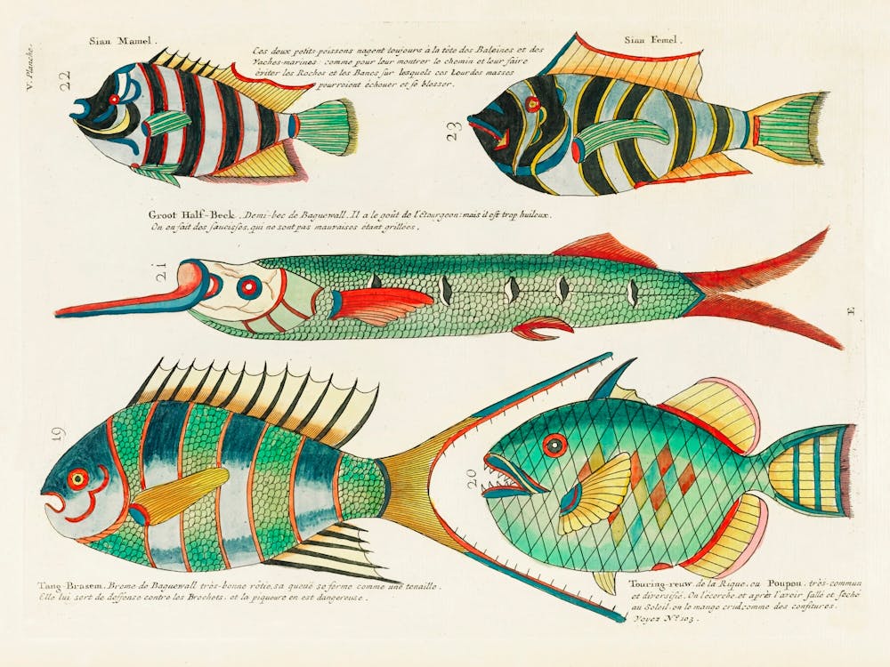 Colourful And Surreal Illustrations Of Fishes Found In Moluccas (Indonesia) And The East Indies, Louis Renard(84)