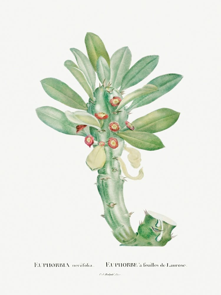 Euphorbia Neriifolia, Pierre Joseph Redoute