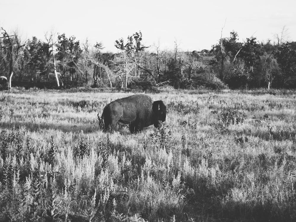 Lone Buffalo