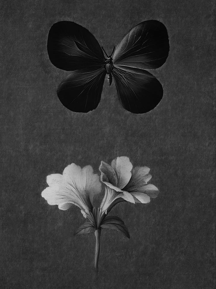 Butterfly And Flower