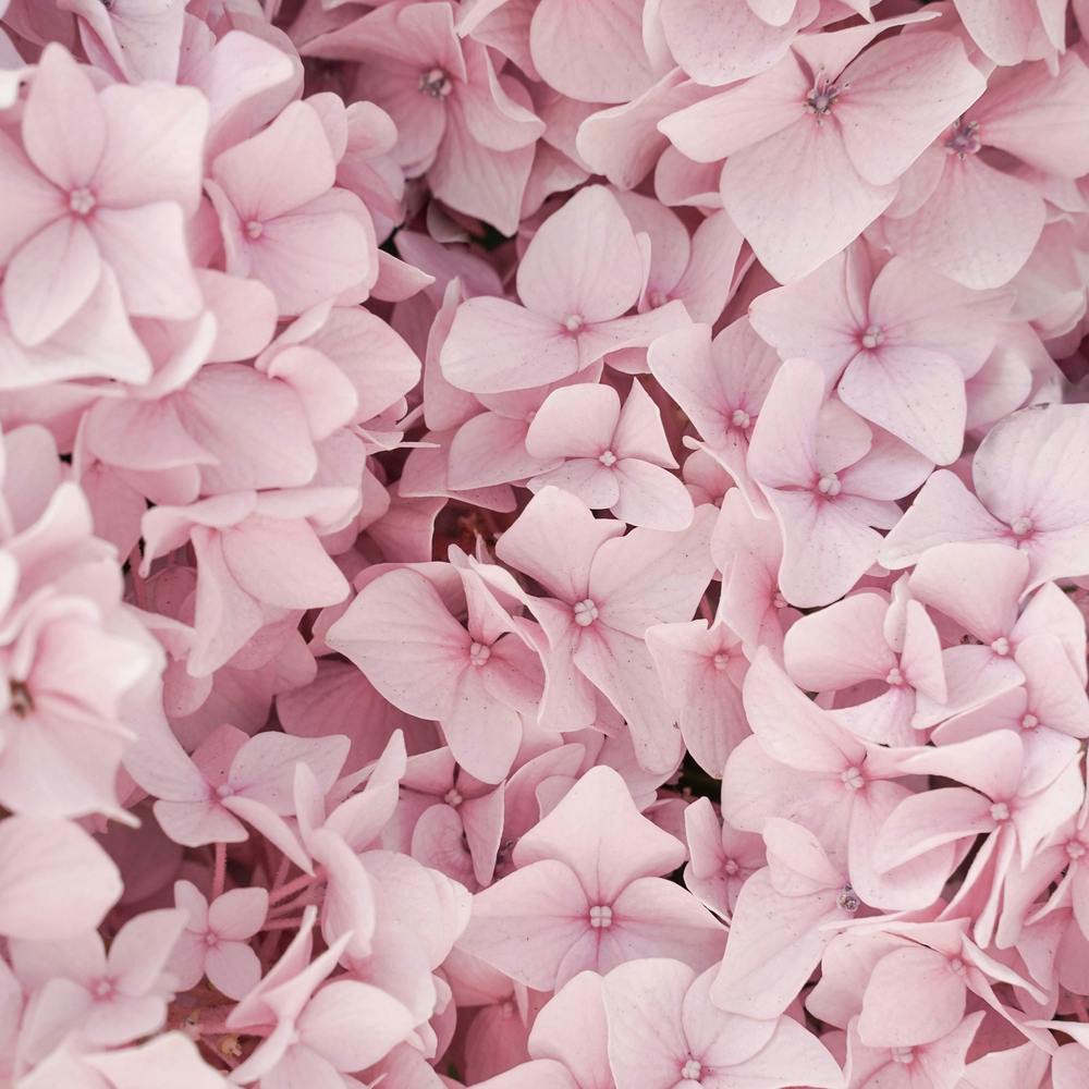Pink Hydrangea Blossom Square