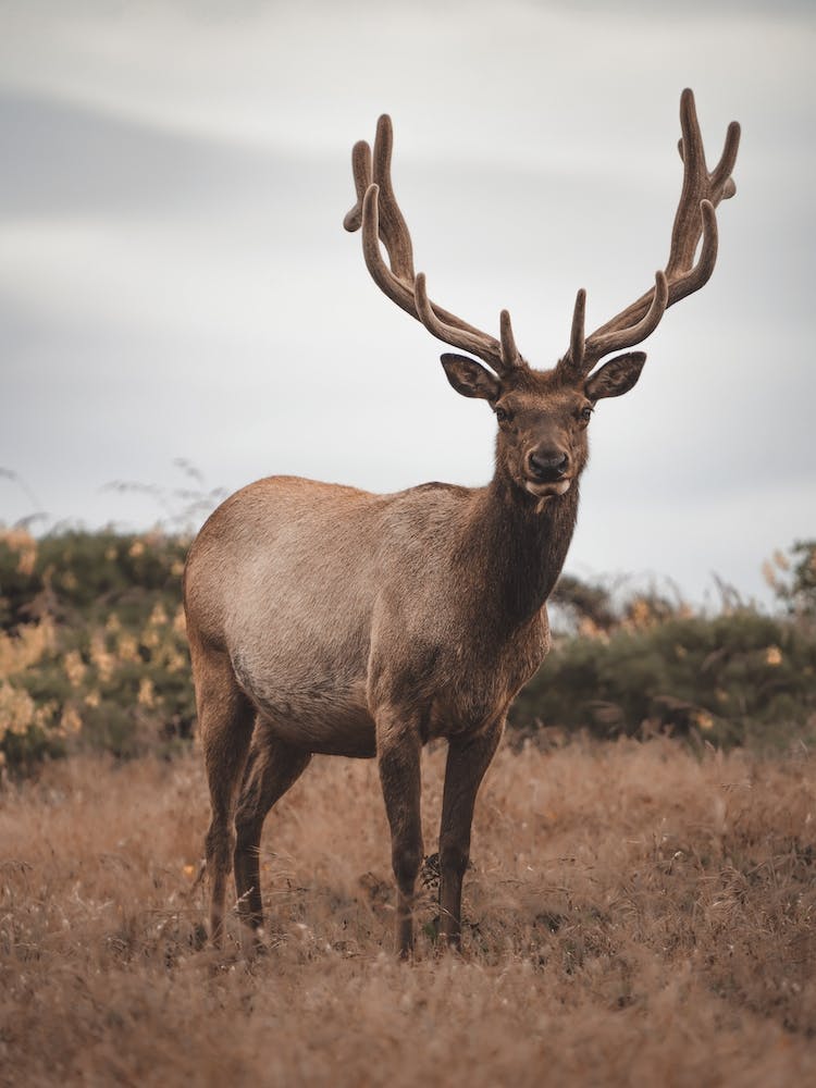 California Elk Scenery
