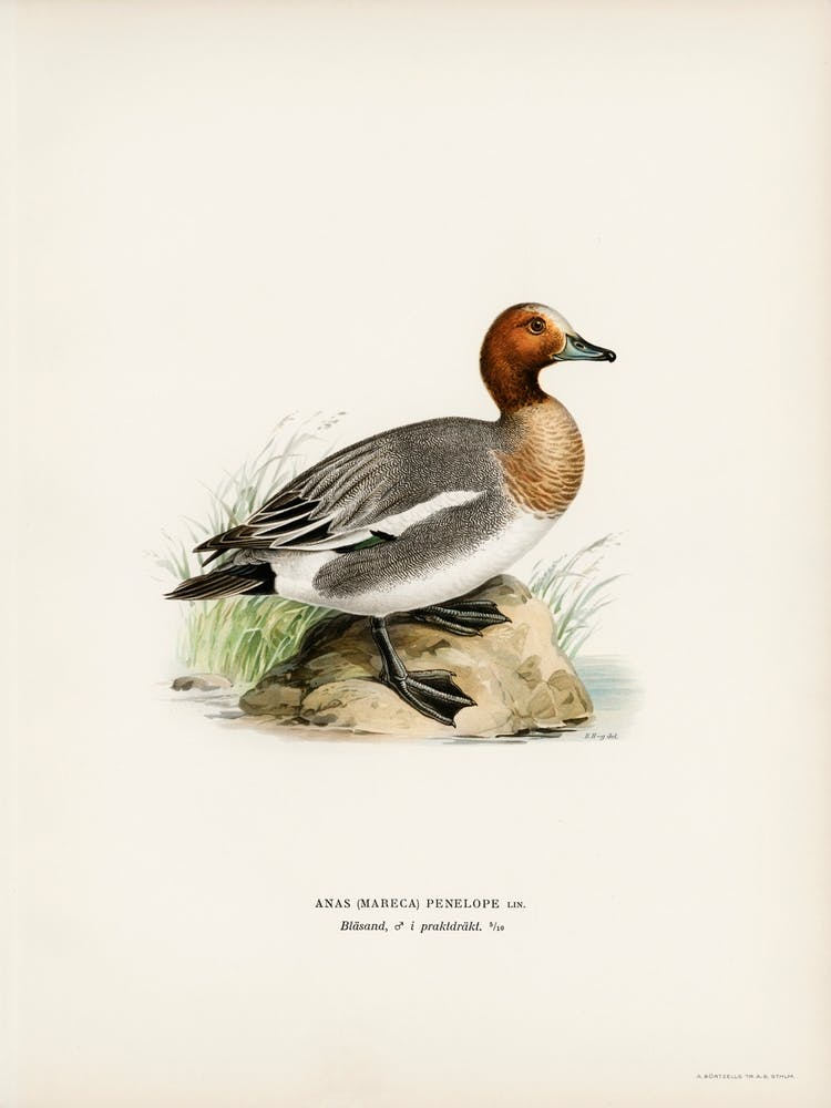 Eurasian Wigeon, The Von Wright Brothers