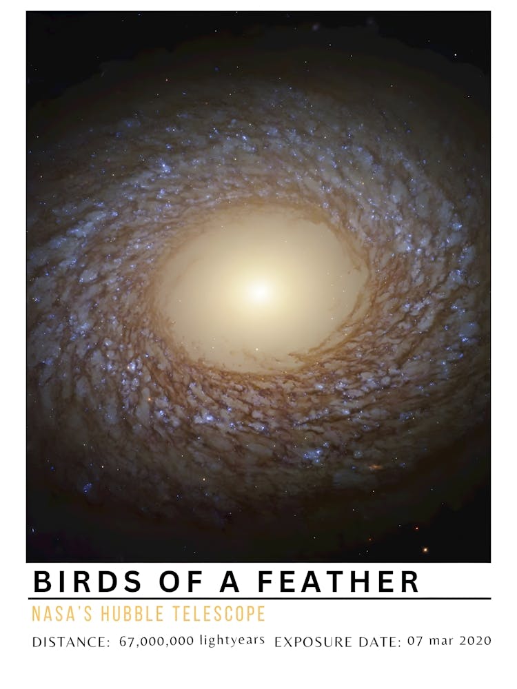 Birds Of A Feather