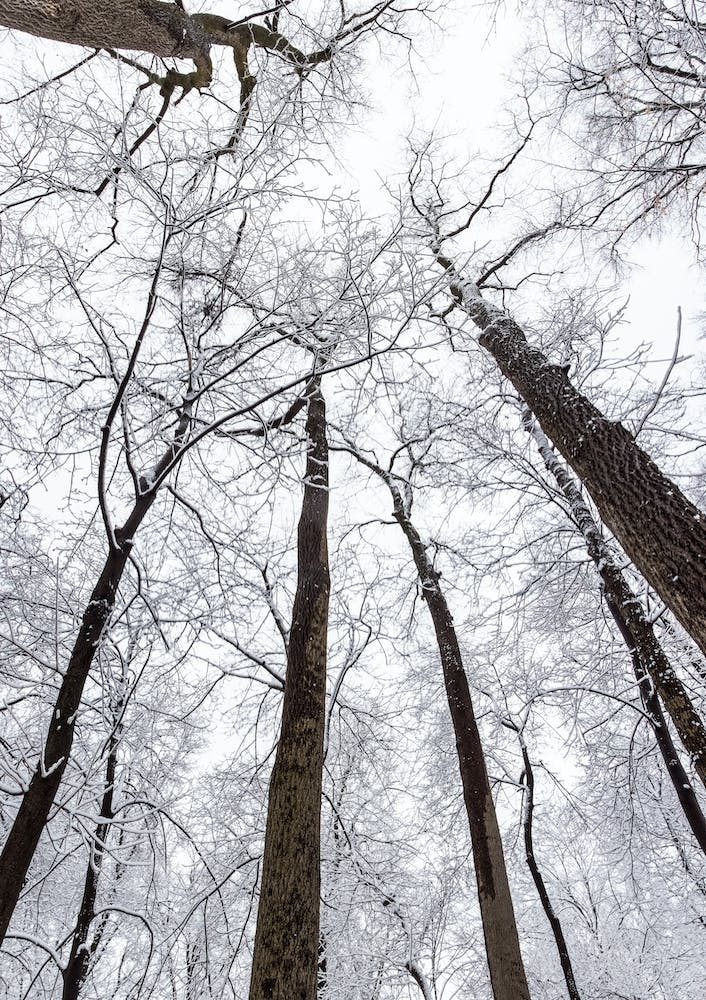New England Winter