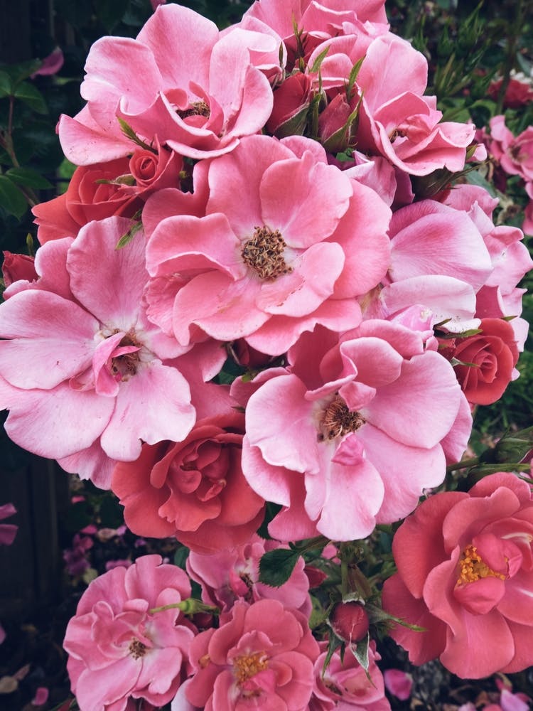 Pink Roses