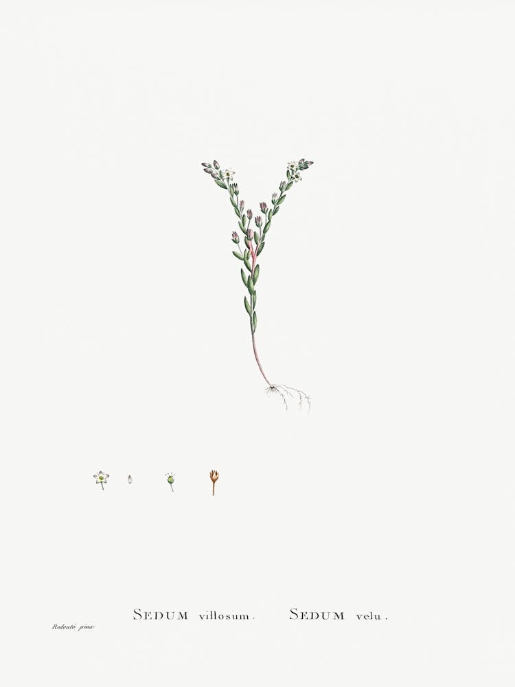 Sedum Villosum, Pierre Joseph Redoute