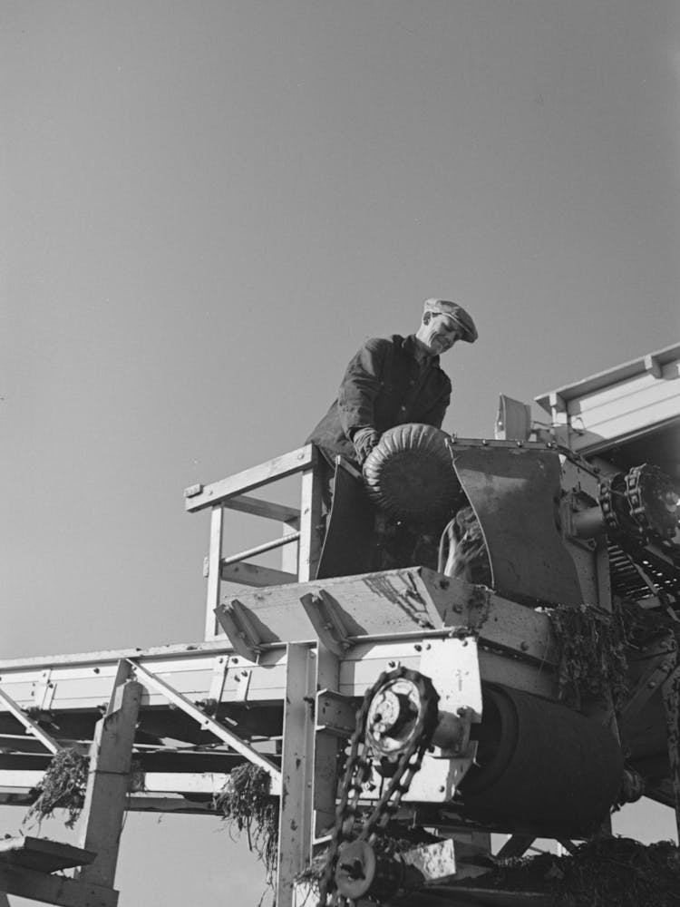 Untitled Photo, Possibly Related To Securing Sample Of Beets Being Unloaded And Piled Near East Grand